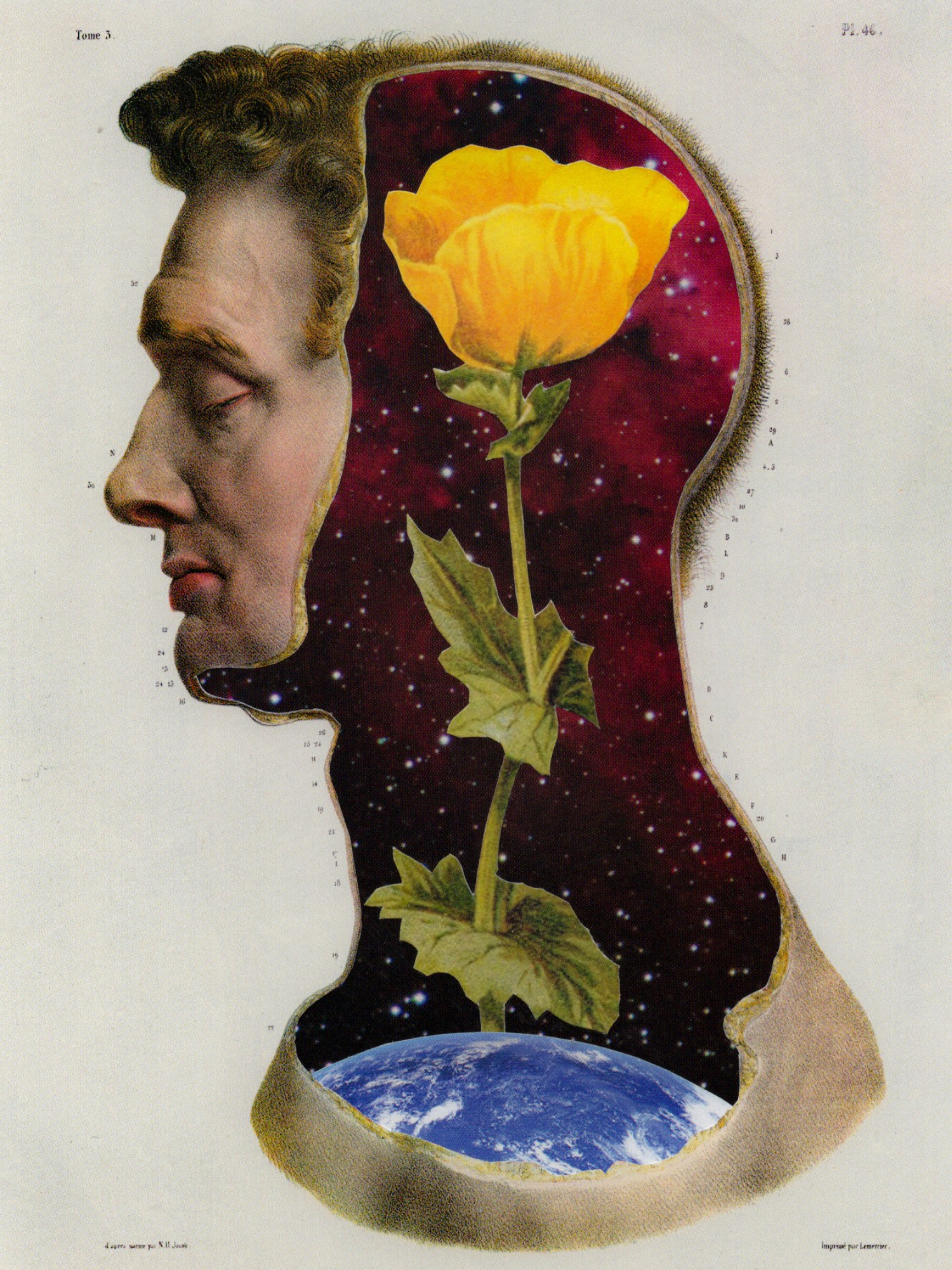 El universo florece