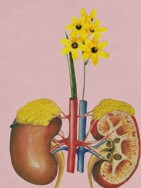 Anatomía de un renacer