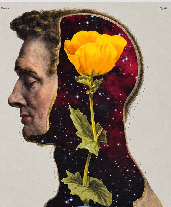 El universo florece